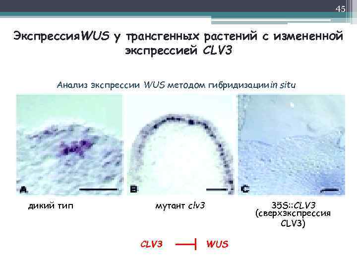 45 Экспрессия. WUS у трансгенных растений с измененной экспрессией CLV 3 Анализ экспрессии WUS