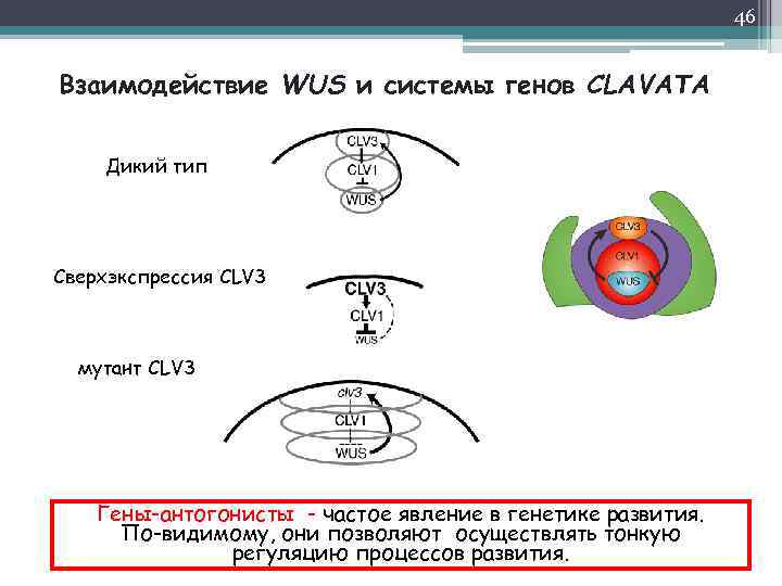 46 Взаимодействие WUS и системы генов CLAVATA Дикий тип Сверхэкспрессия CLV 3 мутант CLV