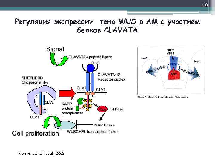 49 Регуляция экспрессии гена WUS в АМ с участием белков CLAVATA From Gresshoff et