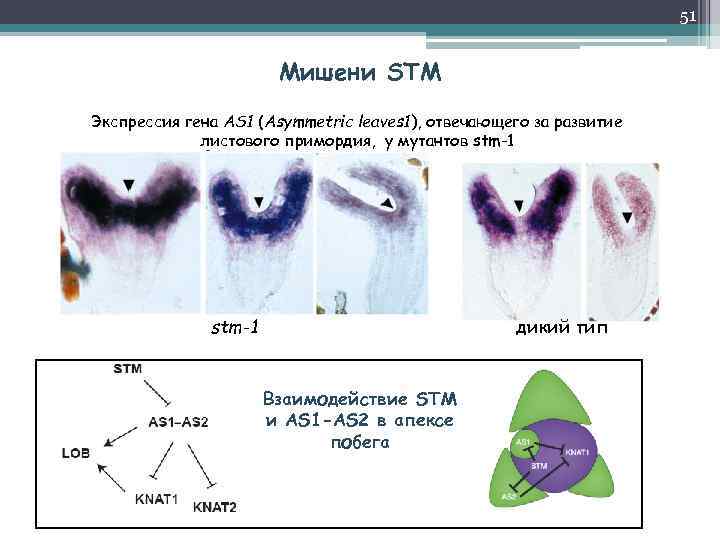 51 Мишени STM Экспрессия гена AS 1 (Asymmetric leaves 1), отвечающего за развитие листового