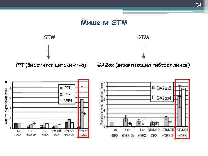 52 Мишени STM STM IPT (биосинтез цитокинина) GA 2 ox (дезактивация гибереллинов) 