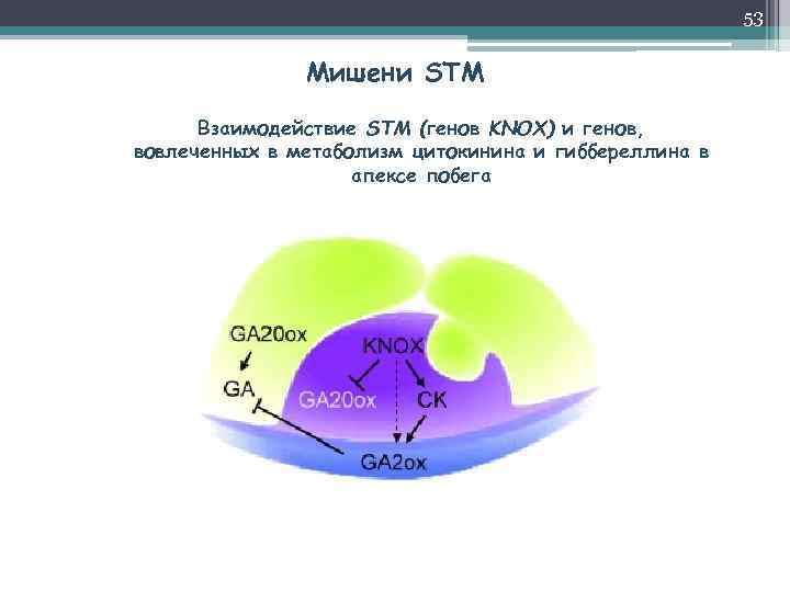 53 Мишени STM Взаимодействие STM (генов KNOX) и генов, вовлеченных в метаболизм цитокинина и