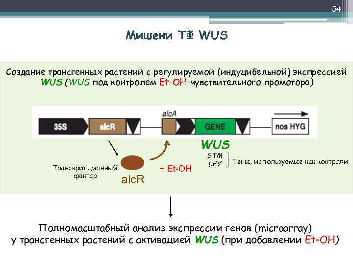 54 Мишени ТФ WUS Создание трансгенных растений с регулируемой (индуцибельной) экспрессией WUS (WUS под