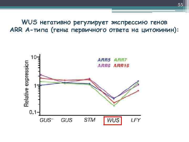 55 WUS негативно регулирует экспрессию генов ARR А-типа (гены первичного ответа на цитокинин): 