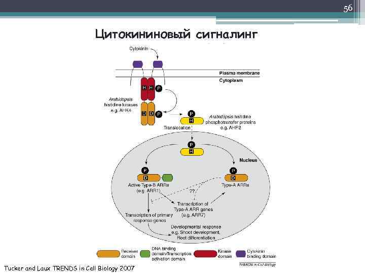 56 Цитокининовый сигналинг Tucker and Laux TRENDS in Cell Biology 2007 