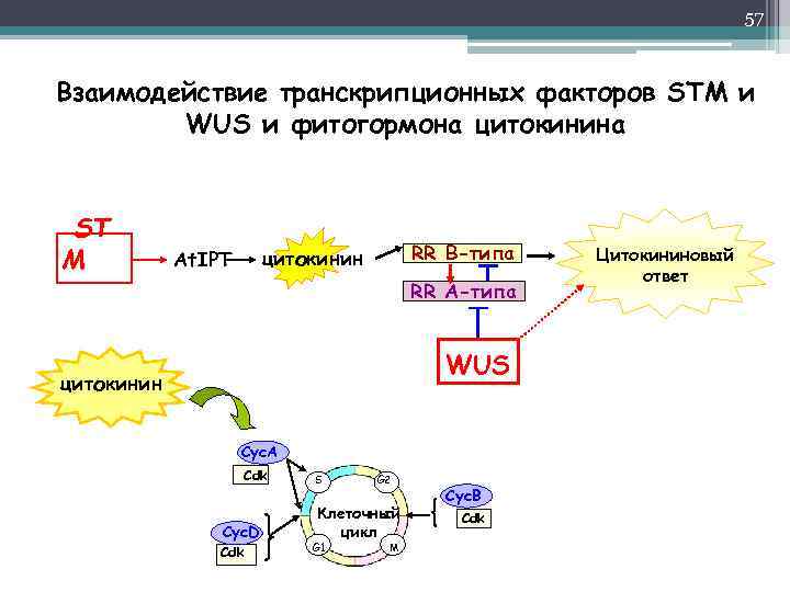 57 Взаимодействие транскрипционных факторов STM и WUS и фитогормона цитокинина ST M RR B-типа