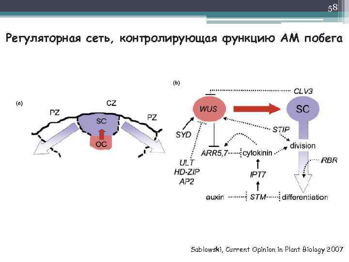 58 Регуляторная сеть, контролирующая функцию АМ побега Sablowski, Current Opinion in Plant Biology 2007