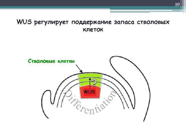 59 WUS регулирует поддержание запаса стволовых клеток Стволовые клетки ? WUS 