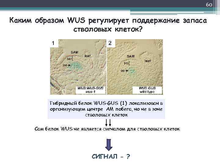 60 Каким образом WUS регулирует поддержание запаса стволовых клеток? 1 2 Гибридный белок WUS-GUS