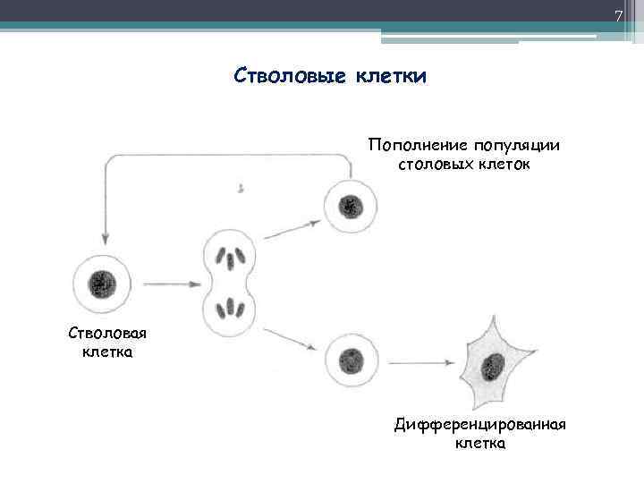 7 Стволовые клетки Пополнение популяции столовых клеток Стволовая клетка Дифференцированная клетка 