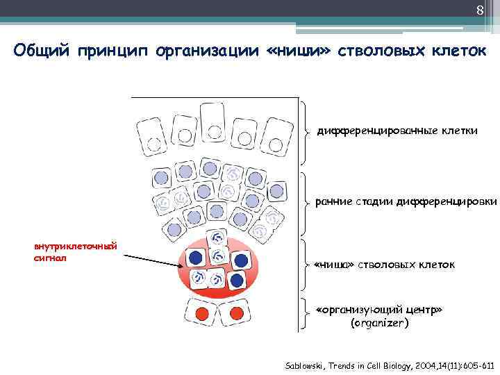 8 Общий принцип организации «ниши» стволовых клеток дифференцированные клетки ранние стадии дифференцировки внутриклеточный сигнал