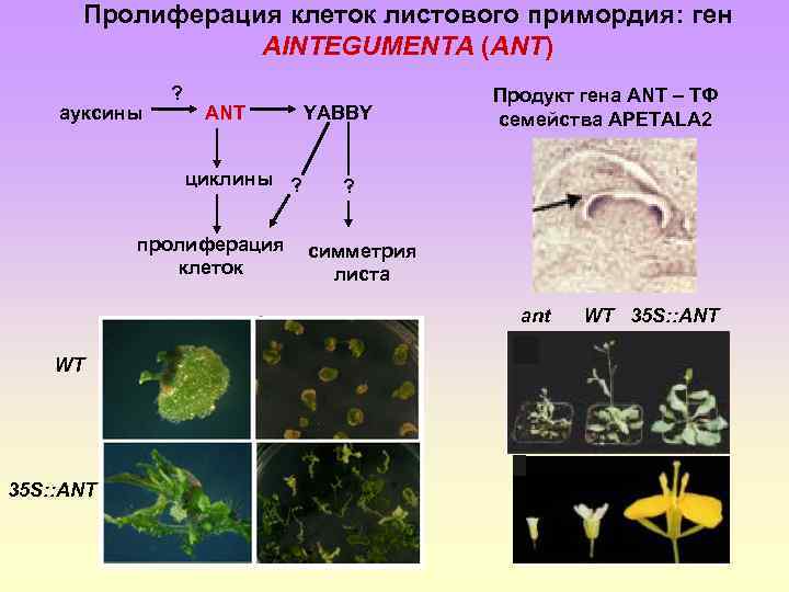 Пролиферация клеток листового примордия: ген AINTEGUMENTA (ANT) ауксины ? ANT циклины ? пролиферация клеток