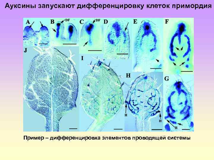 Дискретность фото биология