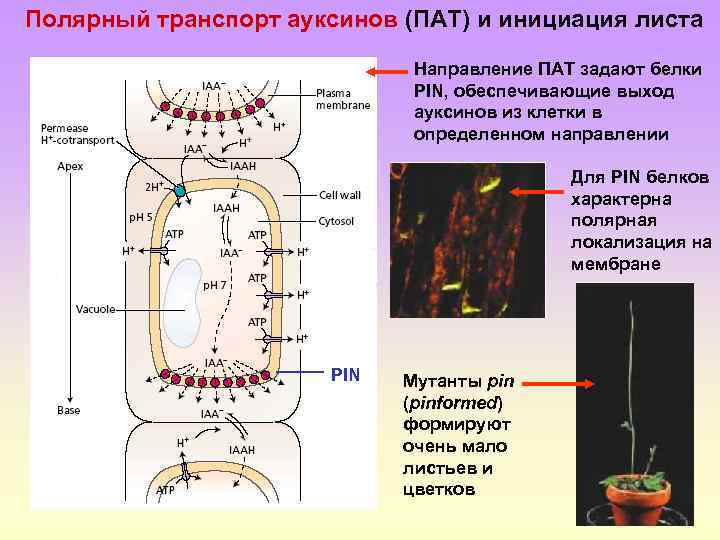 Полярный транспорт ауксинов (ПАТ) и инициация листа Направление ПАТ задают белки PIN, обеспечивающие выход