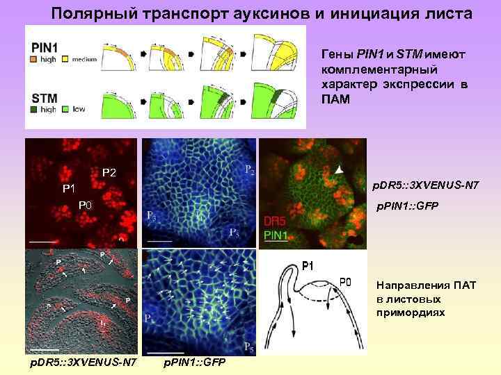 Полярный транспорт ауксинов и инициация листа Гены PIN 1 и STM имеют комплементарный характер