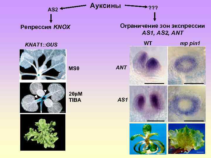 Ауксины AS 2 Репрессия KNOX ? ? ? Ограничение зон экспрессии AS 1, AS