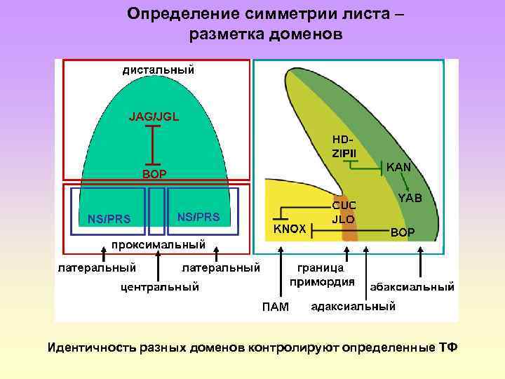 Определение симметрии листа – разметка доменов Идентичность разных доменов контролируют определенные ТФ 