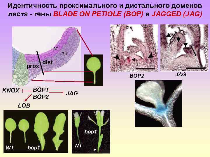 Идентичность проксимального и дистального доменов листа - гены BLADE ON PETIOLE (ВОР) и JAGGED