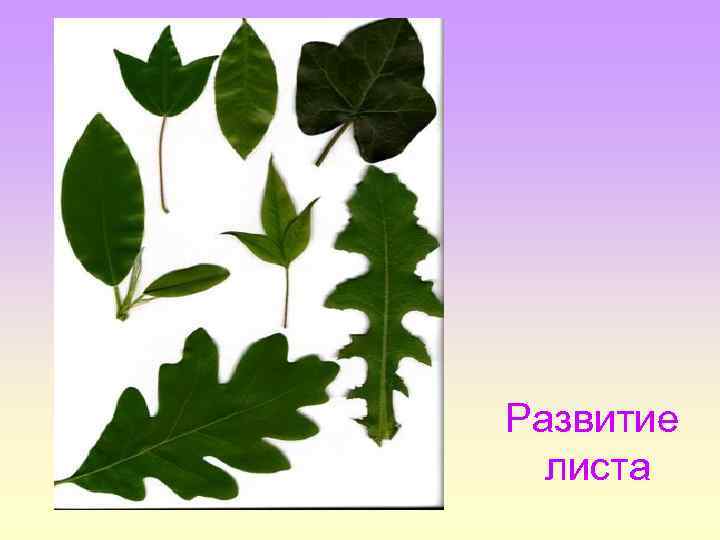 Развитие листа 