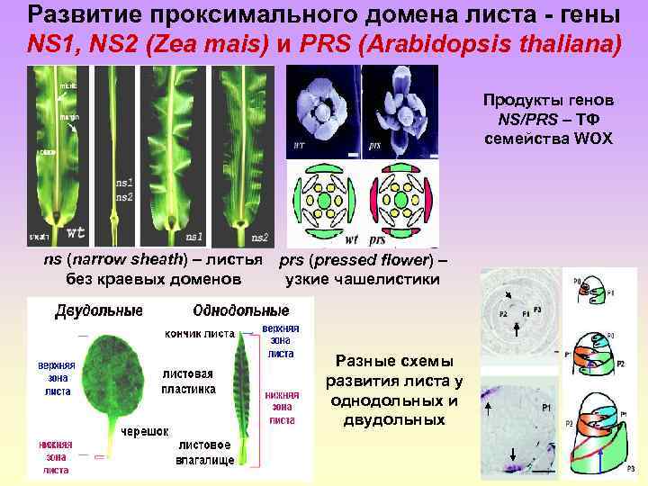 Схема исторического развития растений