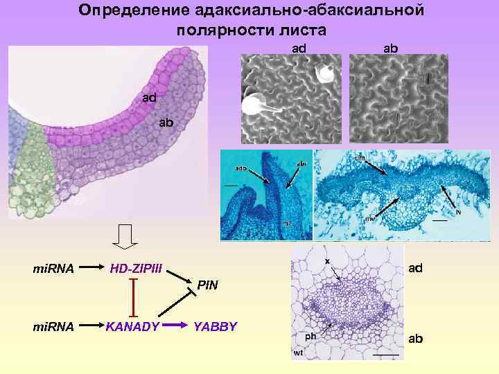 Определение адаксиально-абаксиальной полярности листа ad ab ad mi. RNA ad HD-ZIPIII PIN mi. RNA