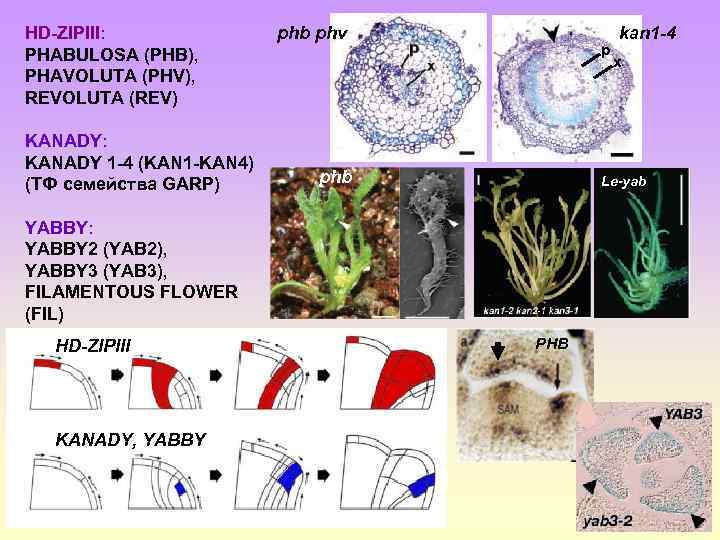 HD-ZIPIII: PHABULOSA (PHB), PHAVOLUTA (PHV), REVOLUTA (REV) KANADY: KANADY 1 -4 (KAN 1 -KAN