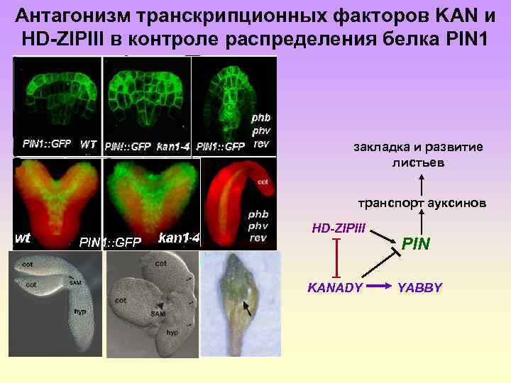 Антагонизм транскрипционных факторов KAN и HD-ZIPIII в контроле распределения белка PIN 1 закладка и