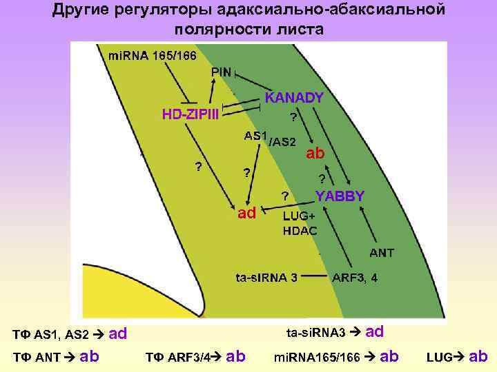 Другие регуляторы адаксиально-абаксиальной полярности листа ta-si. RNA 3 ad ТФ AS 1, AS 2