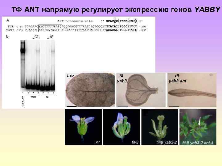 ТФ ANT напрямую регулирует экспрессию генов YABBY Ler fil yab 3 ant 