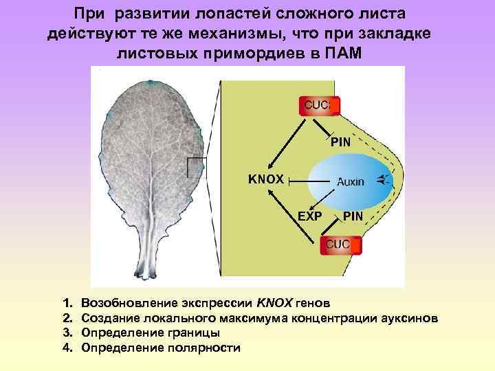 При развитии лопастей сложного листа действуют те же механизмы, что при закладке листовых примордиев