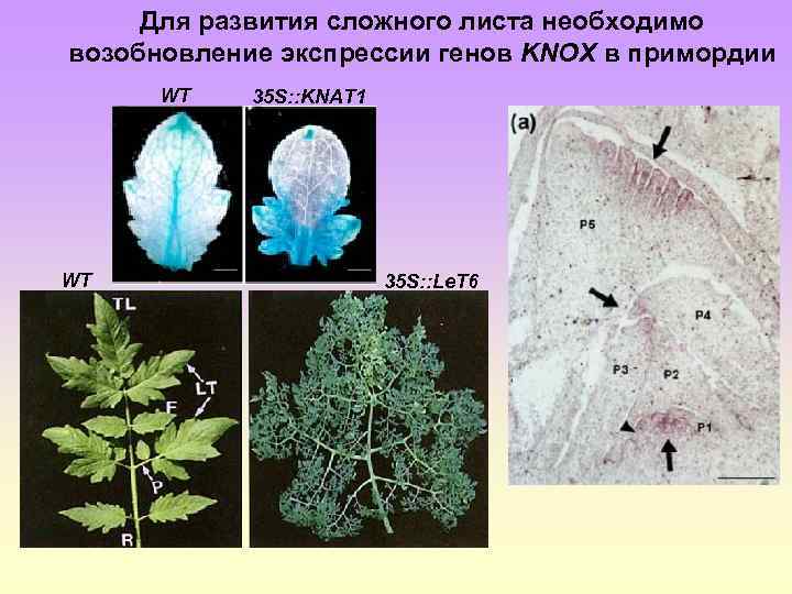 Для развития сложного листа необходимо возобновление экспрессии генов KNOX в примордии WT WT 35
