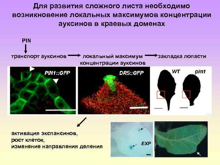 Для развития сложного листа необходимо возникновение локальных максимумов концентрации ауксинов в краевых доменах PIN
