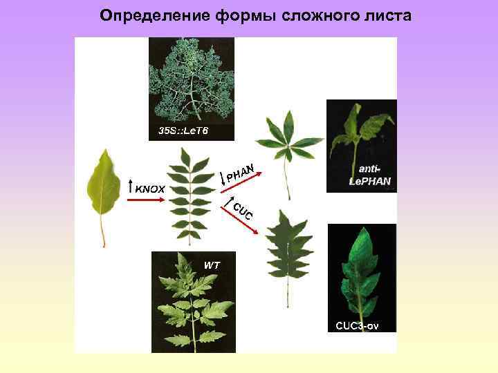 Определение формы сложного листа 