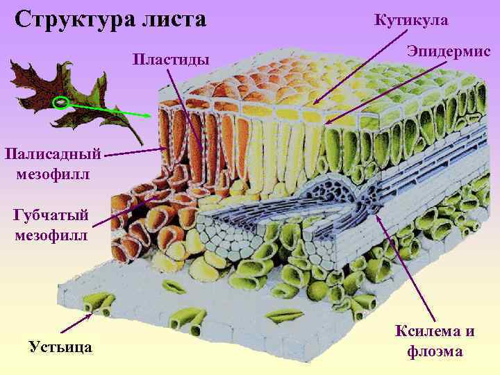 Структура листа фото