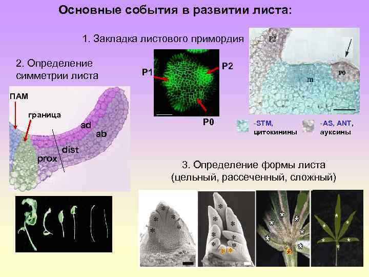 Основные события в развитии листа: 1. Закладка листового примордия 2. Определение симметрии листа P