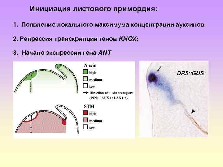 Инициация листового примордия: 1. Появление локального максимума концентрации ауксинов 2. Репрессия транскрипции генов KNOX: