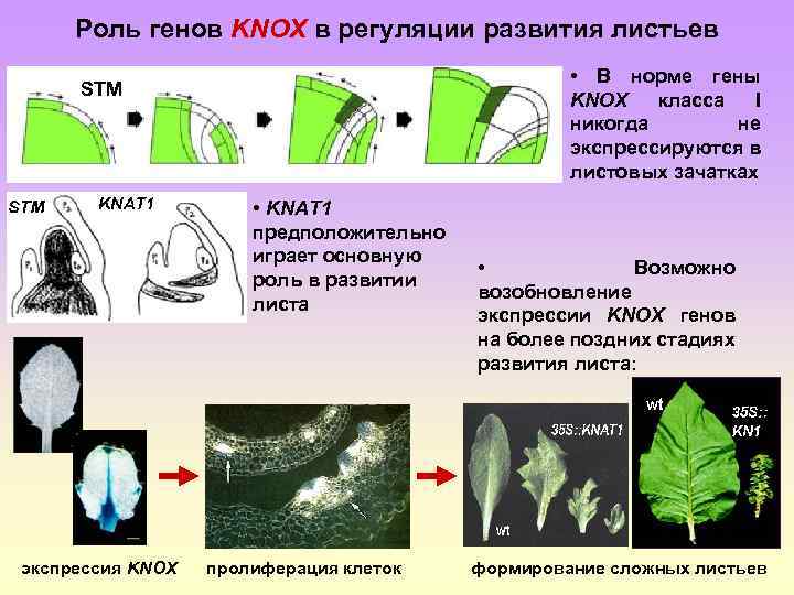 Развитие листа