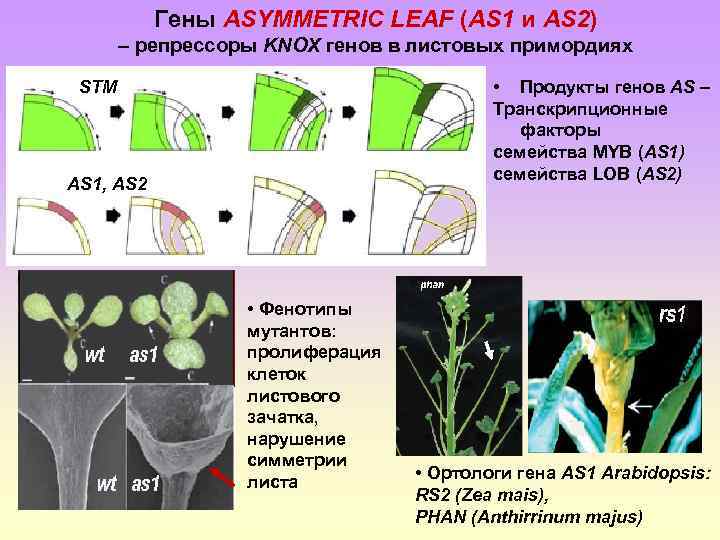 Гены ASYMMETRIC LEAF (AS 1 и AS 2) – репрессоры KNOX генов в листовых