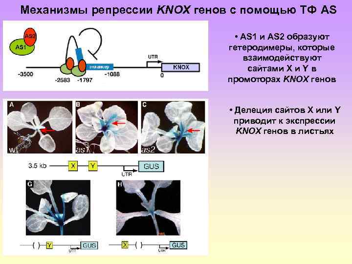 Механизмы репрессии KNOX генов с помощью ТФ AS • AS 1 и AS 2