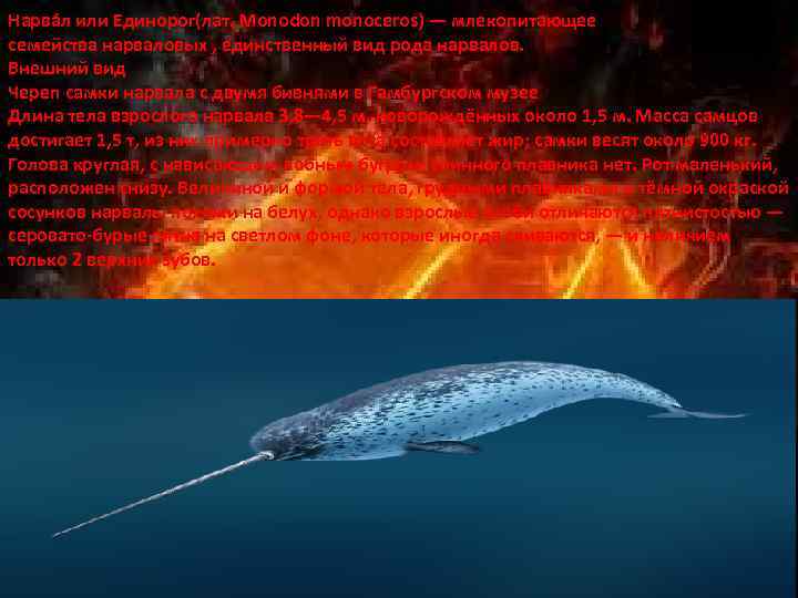 Нарва л или Единорог(лат. Monodon monoceros) — млекопитающее семейства нарваловых , единственный вид рода