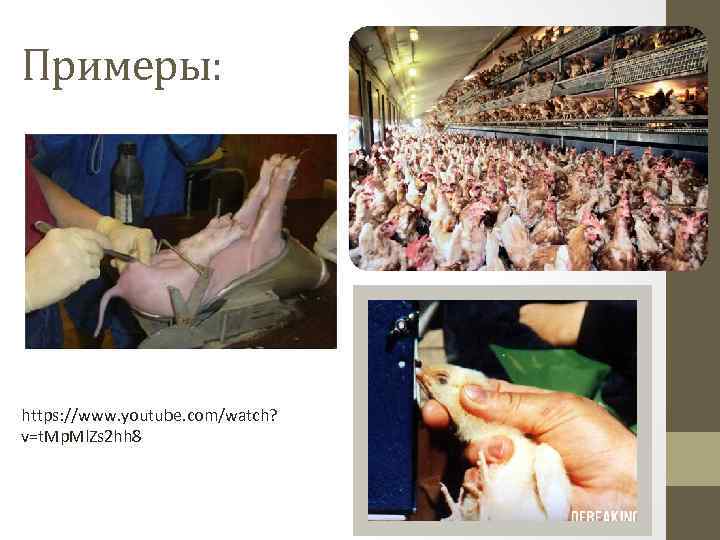 Примеры: https: //www. youtube. com/watch? v=t. Mp. Ml. Zs 2 hh 8 