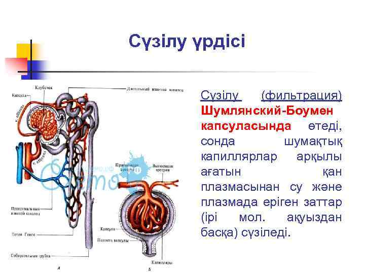 Сүзілу үрдісі Сүзілу (фильтрация) Шумлянский-Боумен капсуласында өтеді, сонда шумақтық капиллярлар арқылы ағатын қан плазмасынан