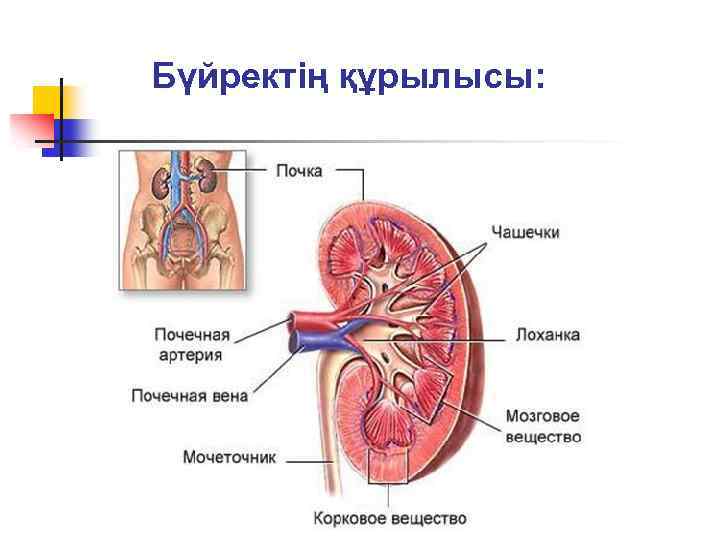 Бүйректің құрылысы: 