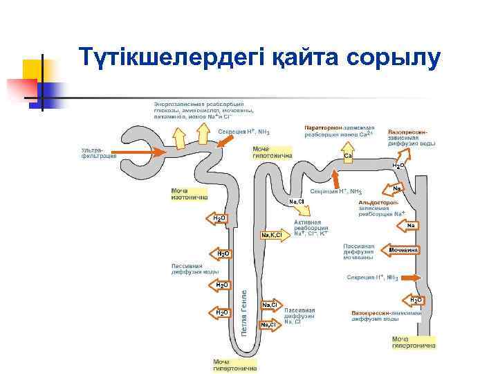 Түтікшелердегі қайта сорылу 