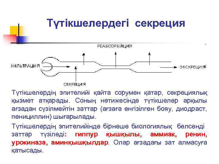 Түтікшелердегі секреция Түтікшелердің эпителийі қайта сорумен қатар, секрециялық қызмет атқарады. Соның нәтижесінде түтікшелер арқылы