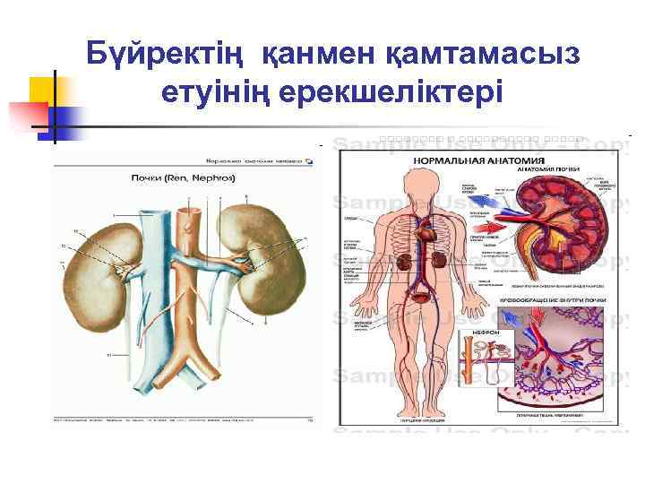 Бүйректің қанмен қамтамасыз етуінің ерекшеліктері 