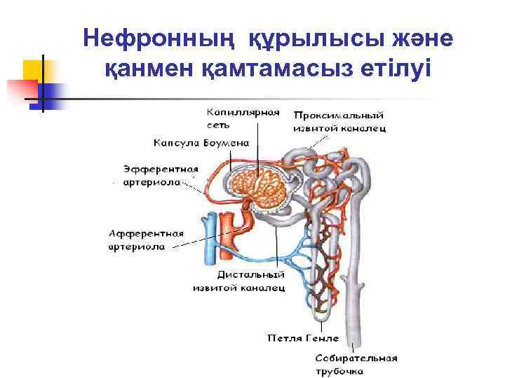 Нефронның құрылысы және қанмен қамтамасыз етілуі 