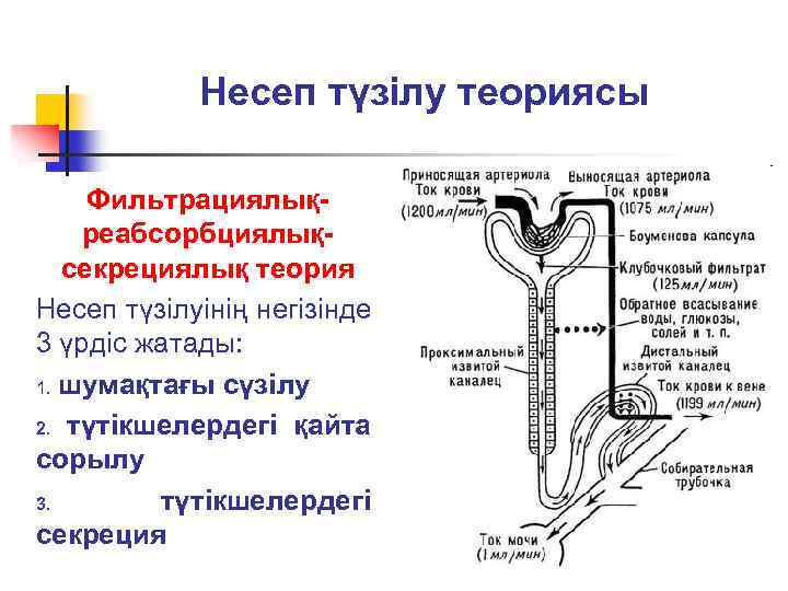 Несеп түзілу теориясы Фильтрациялықреабсорбциялықсекрециялық теория Несеп түзілуінің негізінде 3 үрдіс жатады: 1. шумақтағы сүзілу