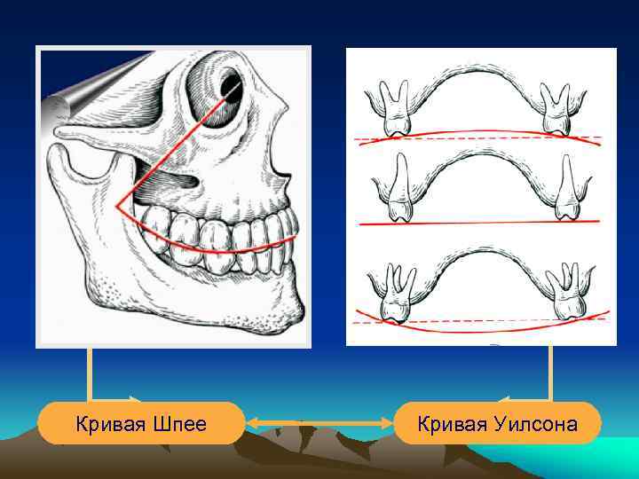 Кривая Шпее Кривая Уилсона 