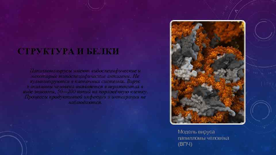 СТРУКТУРА И БЕЛКИ Папилломавирусы имеют видоспецифические и некоторые типоспецифические антигены. Не культивируются в клеточных